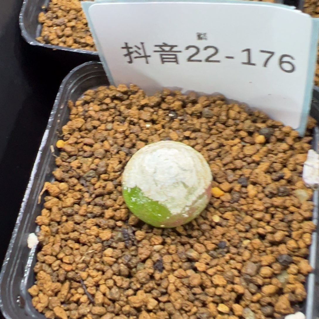 22-176肉锥多肉植物