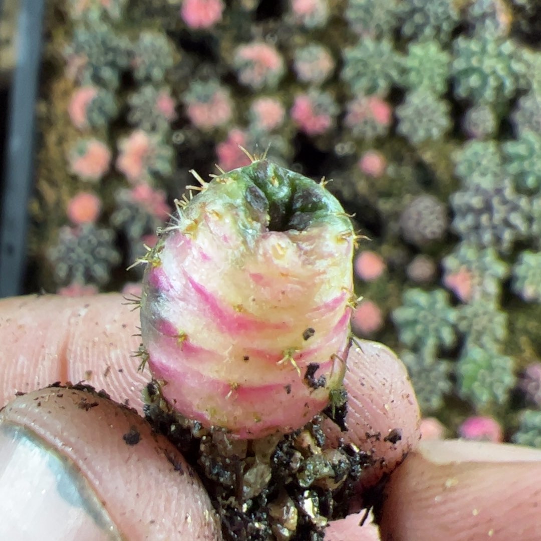 当前无花栽培后可以开花952