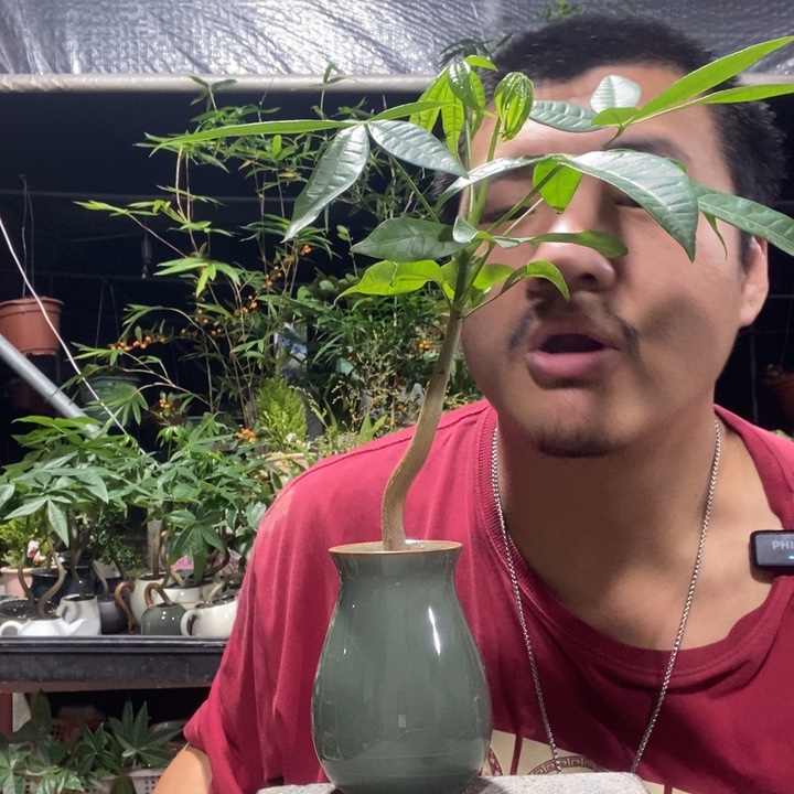 A***辰以实际为准盆景绿植盆栽34