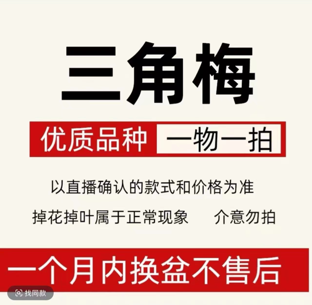 老盆三角梅一物一拍