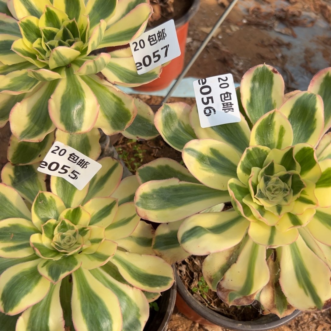 丽***丽3颗组合，多肉法师