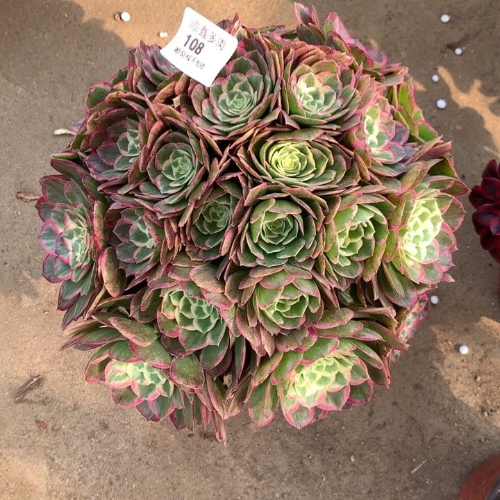 108桃美人多肉植物