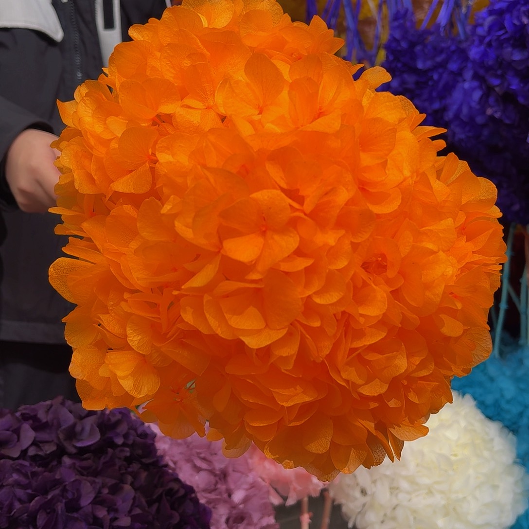 永生大叶绣球1枝 橙色