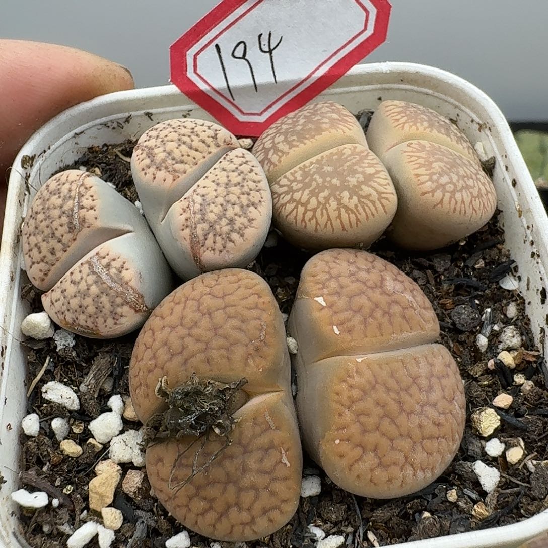 194多肉哈哈哈哈哈哈哈哈