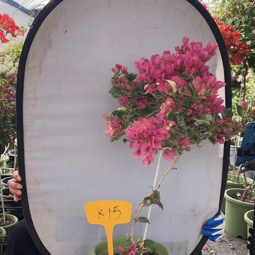 半***糖大部分花苞少量开放K15米罗