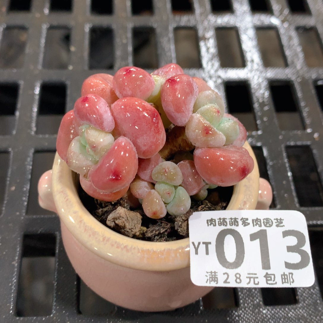 肉萌萌拇指盆精控多肉YT013