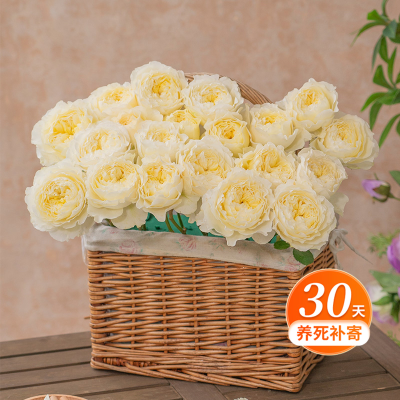 天狼月季 浮光 自育大花丰花新手易养观赏性花卉盆栽苗