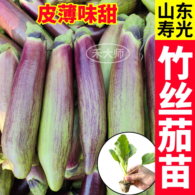 竹丝茄穴盘苗带土球杭茄绿白长茄四季盆栽抗病高产阳台庭院蔬菜苗