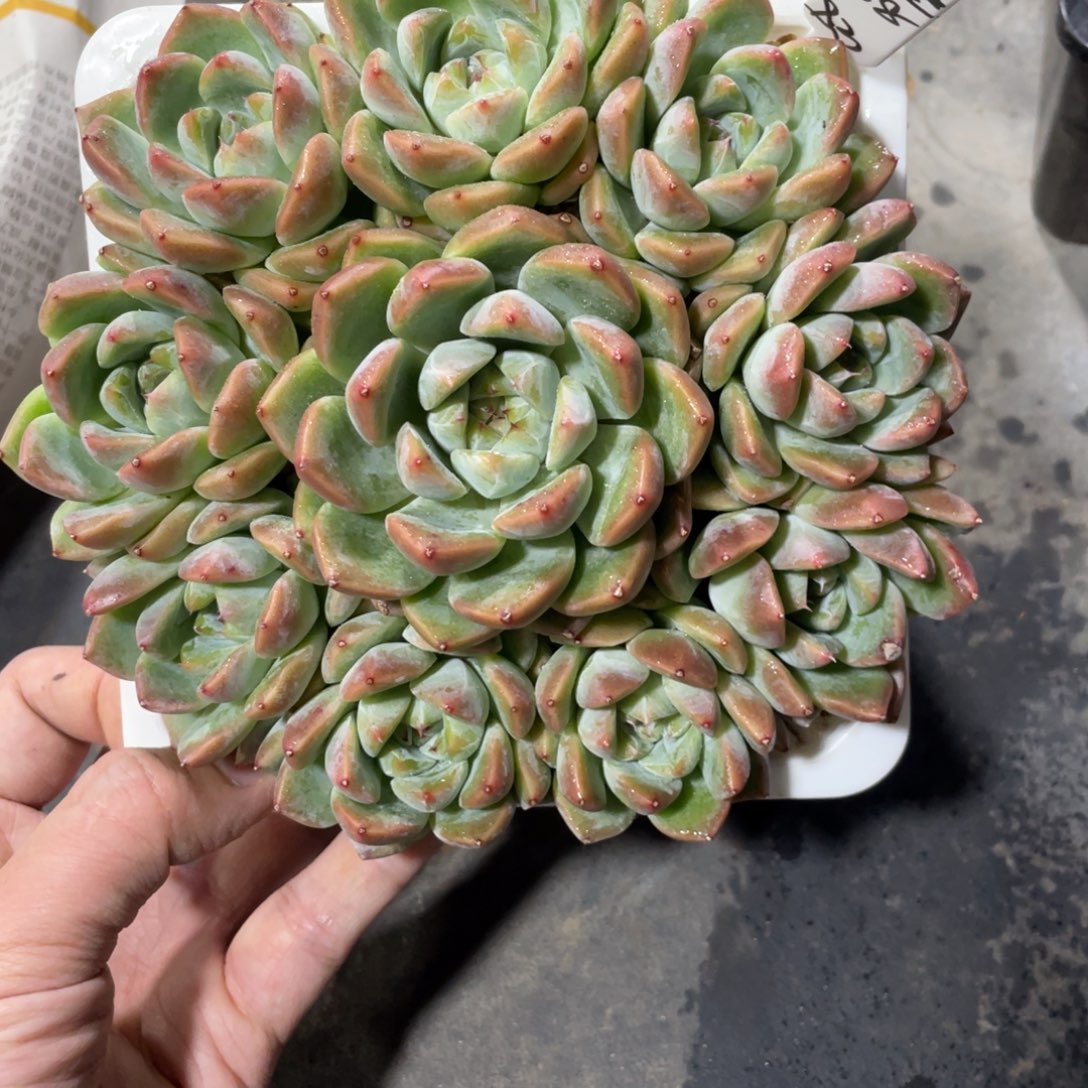 钮***橙一物一拍中通快递