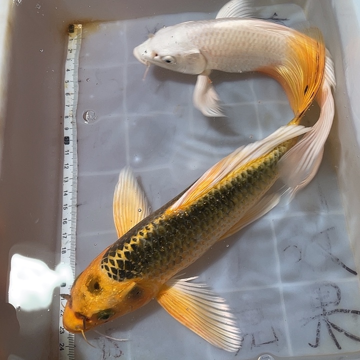 蝴蝶鲤鱼渔场直发179