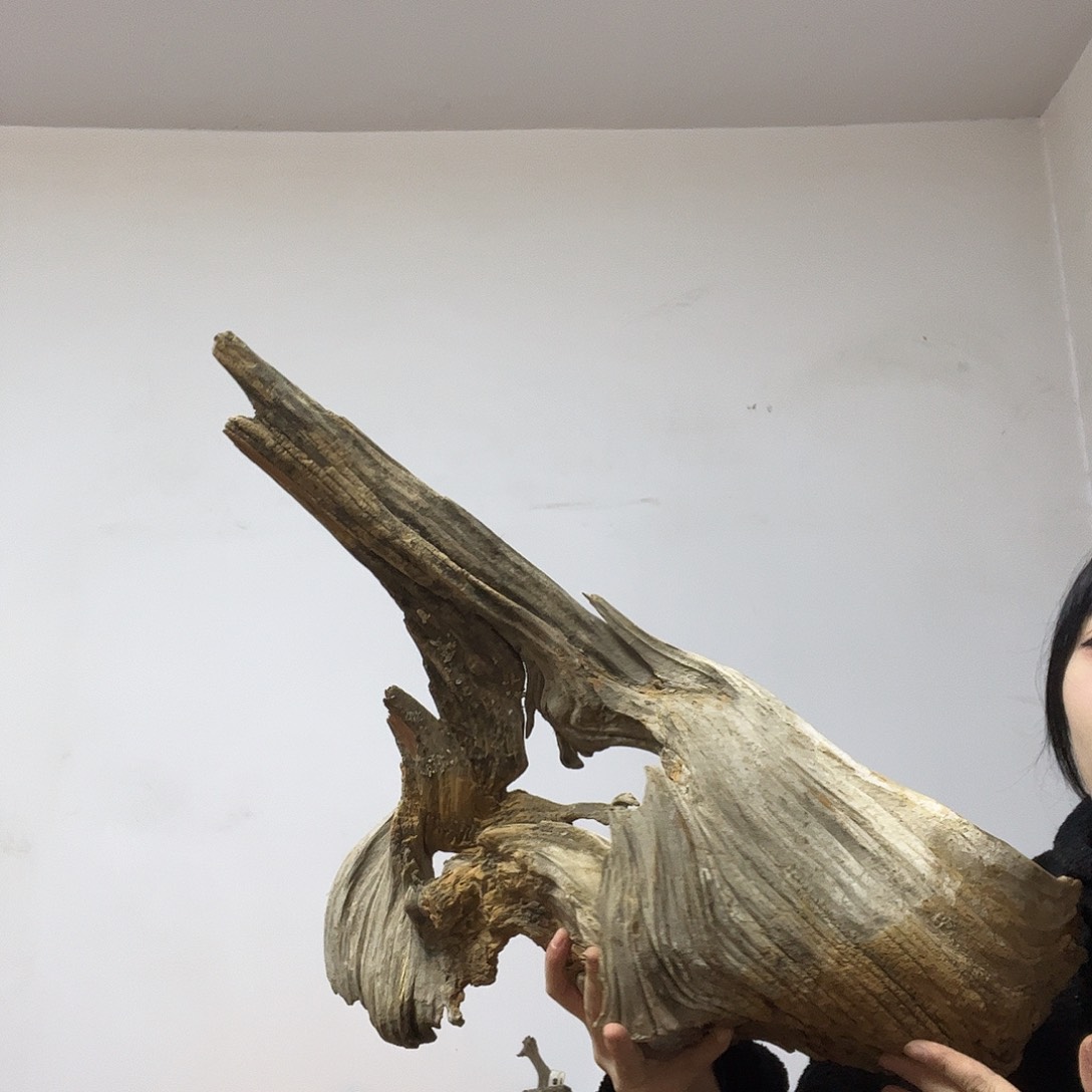 省***区柏木（崖柏）这个世界上最好的