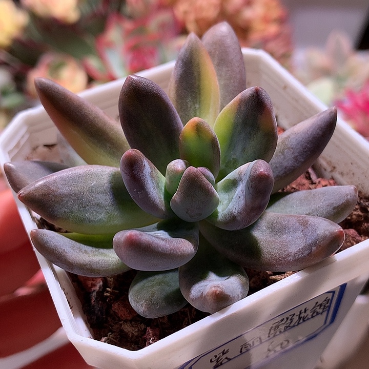 紫丽殿锦花锦锦锦锦