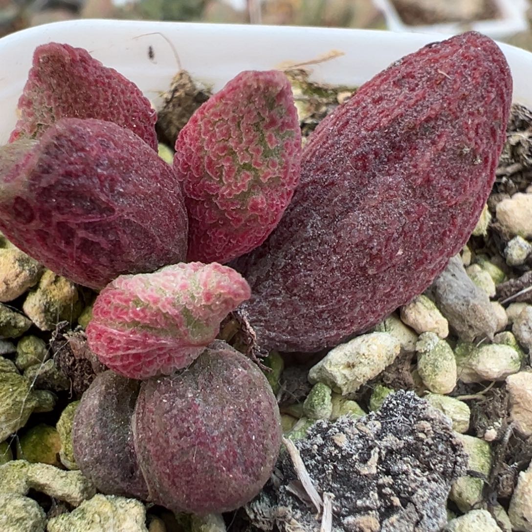 妖艳圆柱实生新品大苗多肉