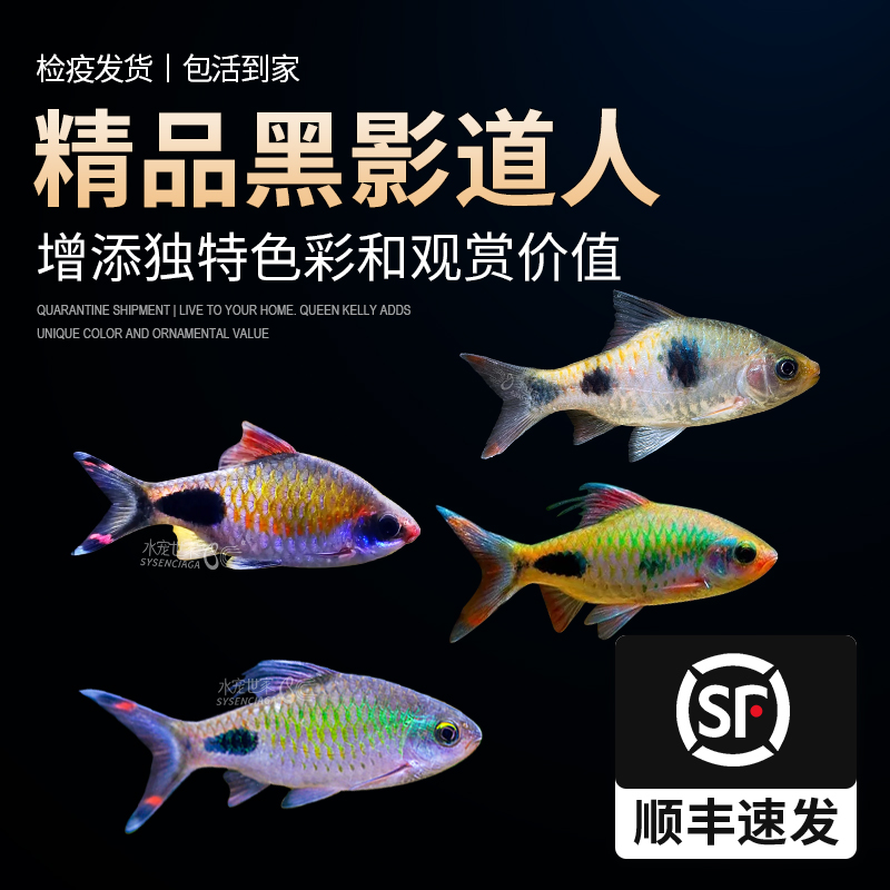 黑影道人鱼群游之王水草缸热带耐活彩虹小型群游鱼活体一眉道人