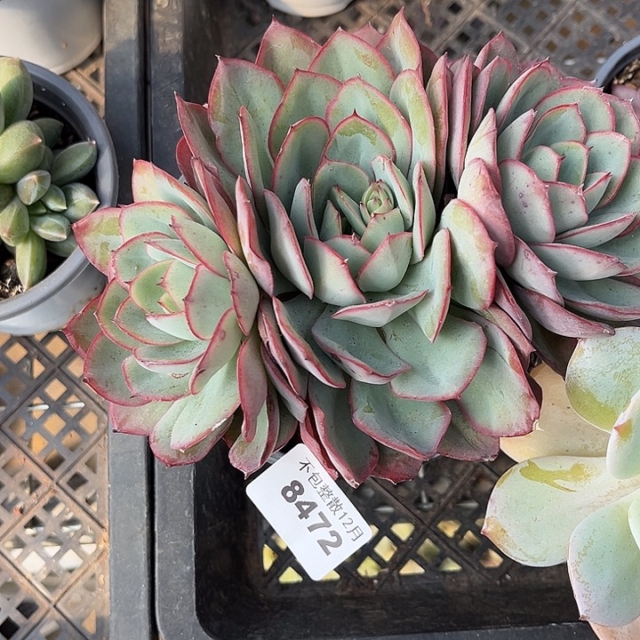 阿雅园艺。     8472牡丹亭