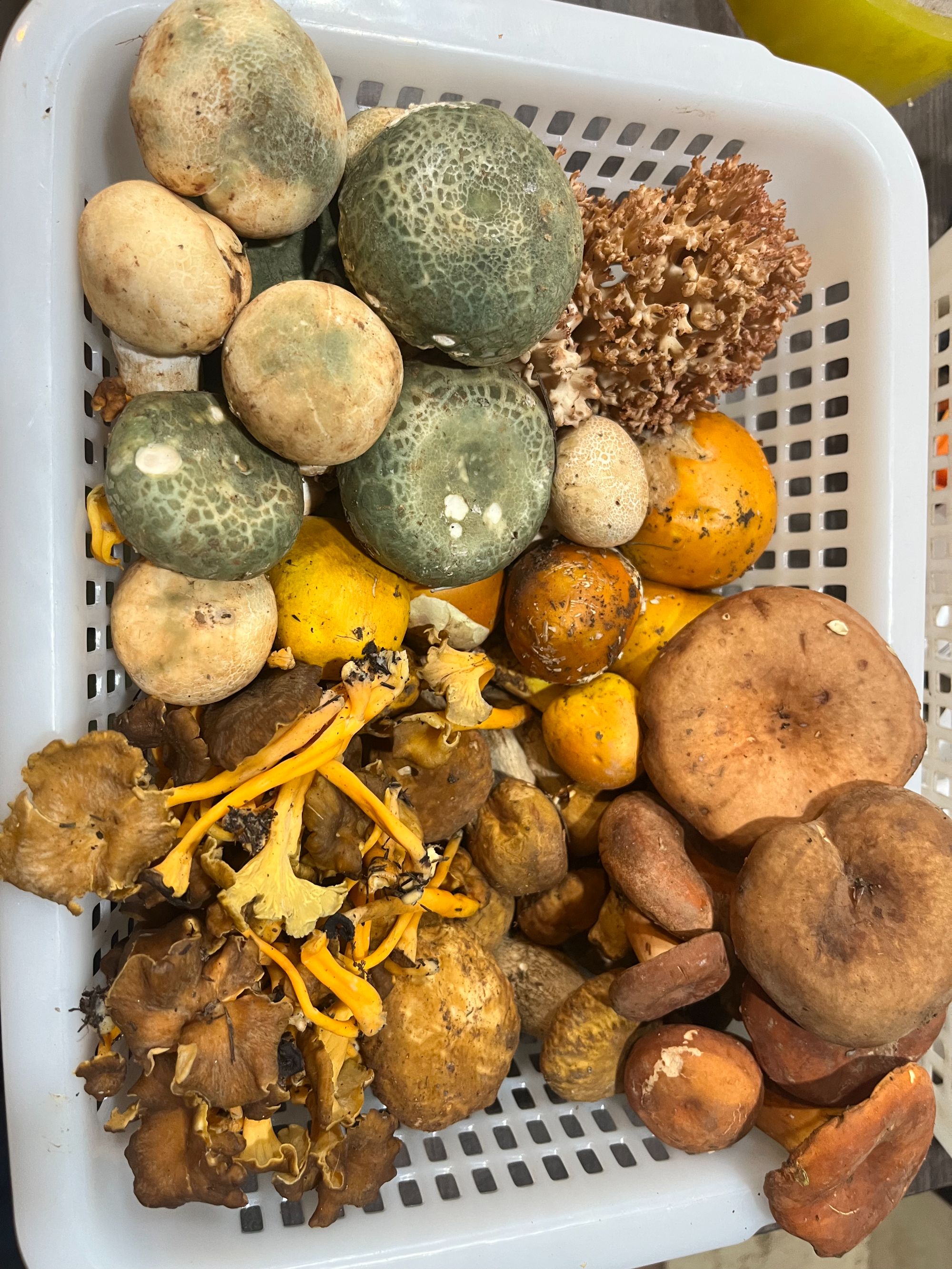 云南新鲜野生菌杂菌拼盘（4-7种）野生菌火锅首选