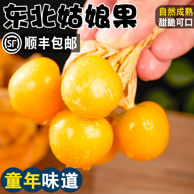 【陈冬晓专属】东北菇娘果之乡原产地发货陆地中果口味纯正（顺丰）