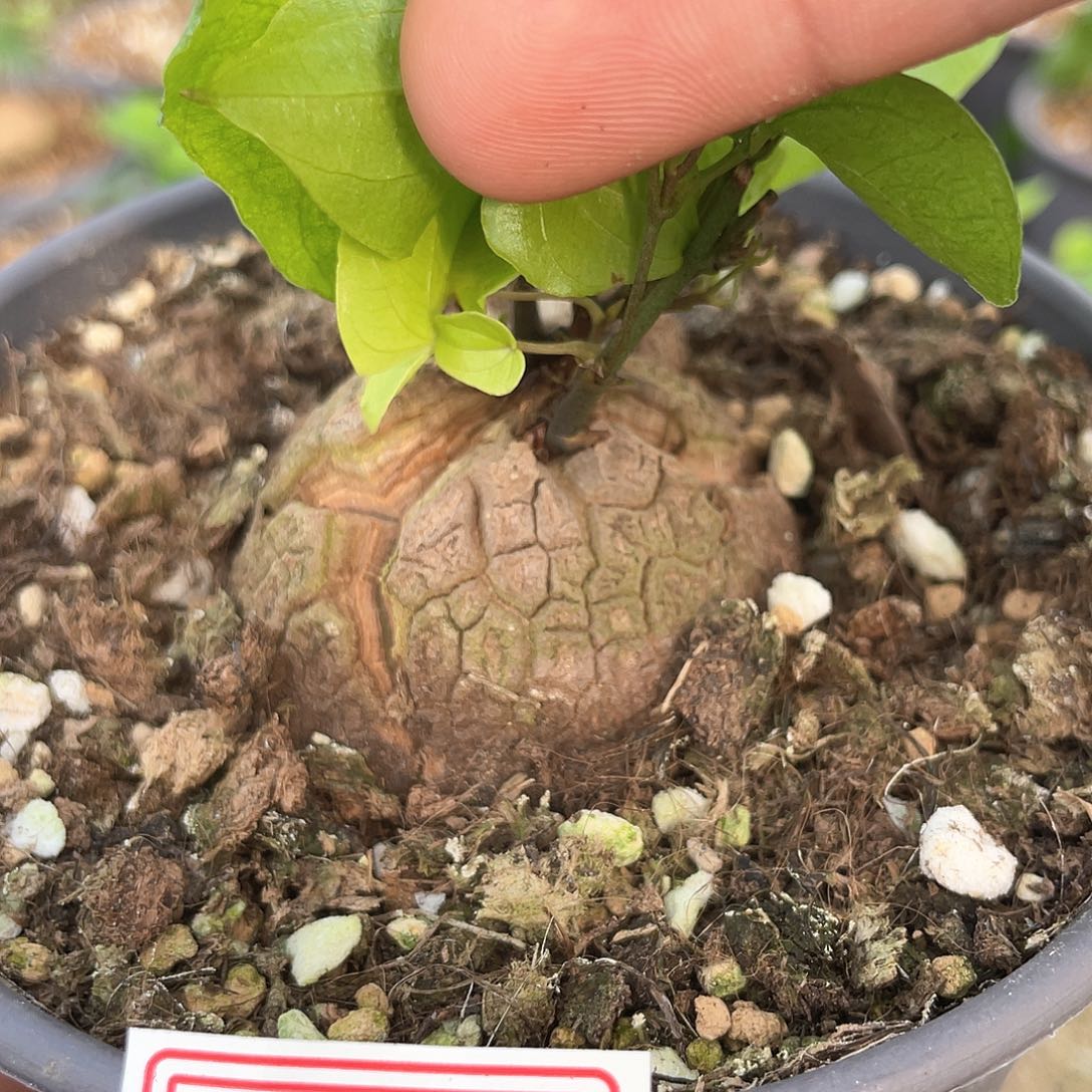 龟甲龙一物一拍472号4.8cm