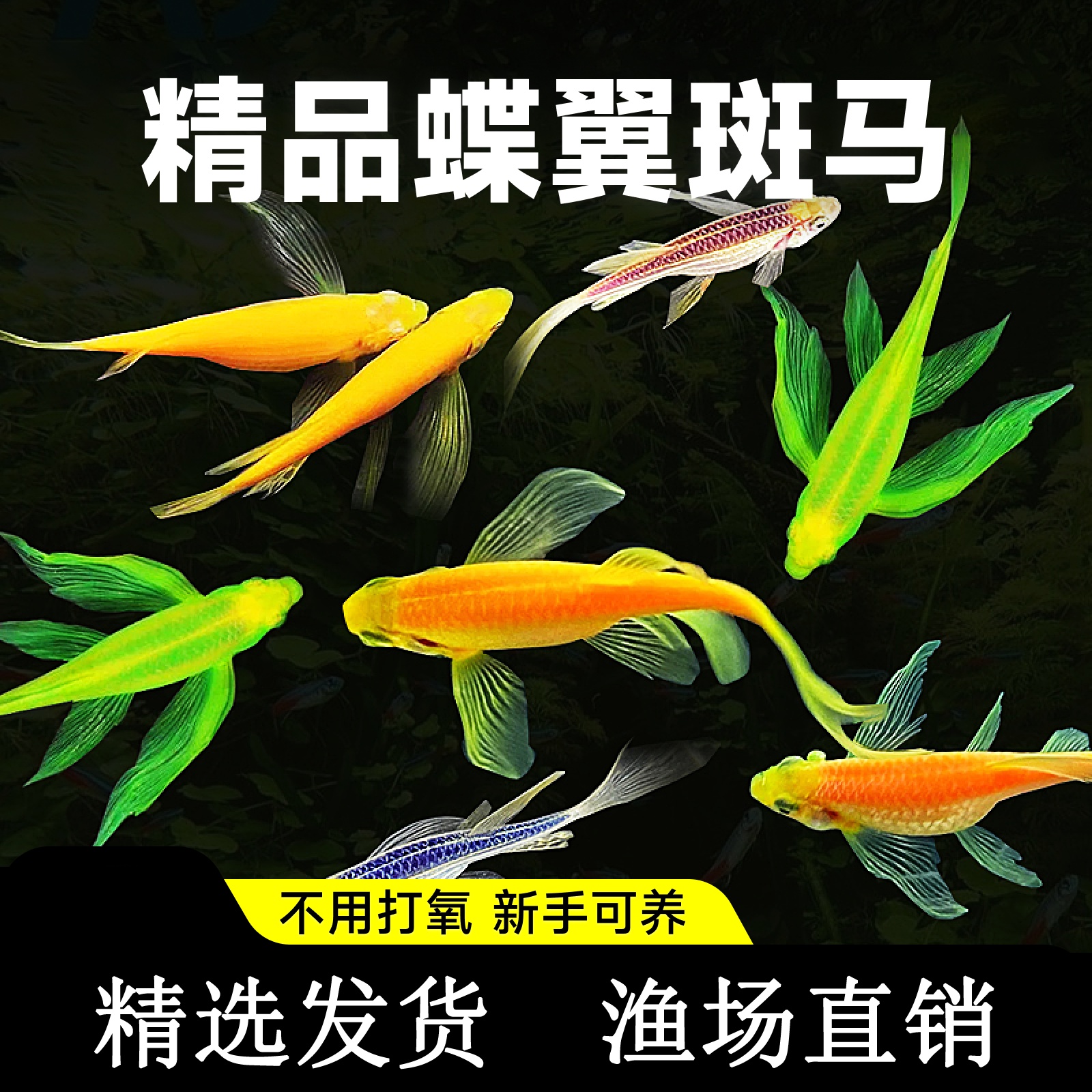 热带观赏鱼小鱼好养红绿灯斑马鱼淡水金鱼苗神仙孔雀小型鱼