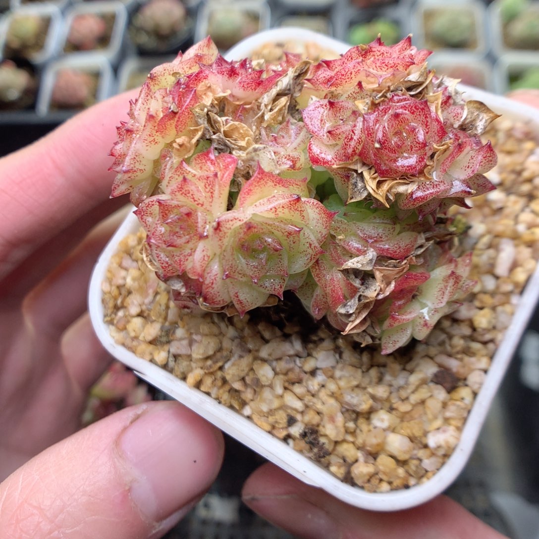 V96y y y y y y y y y y