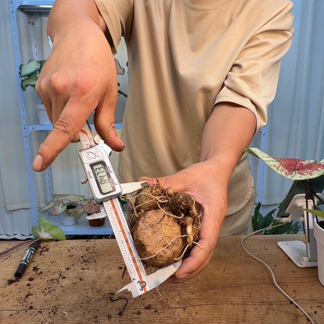 无花朵月光覆盆子组合球，8公分左右