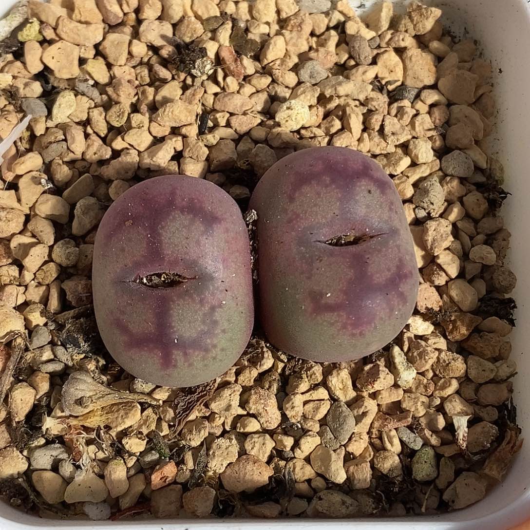 可**糖1230-114-杂交拆分。     