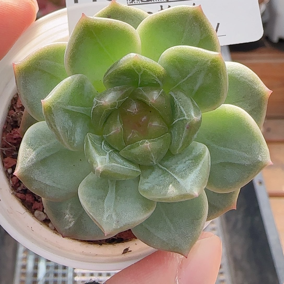 多肉0715-118红瑶珍妮