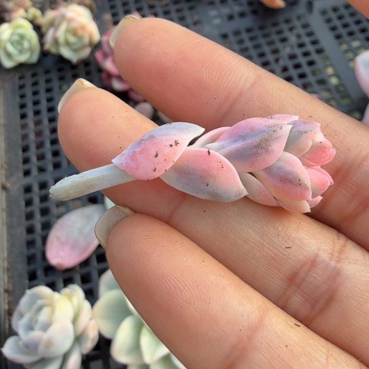 美尻锦一颗的花剑