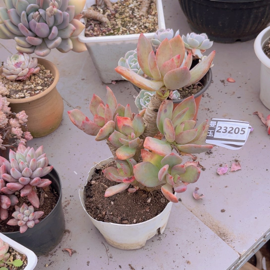 芒果美人多肉植物23205