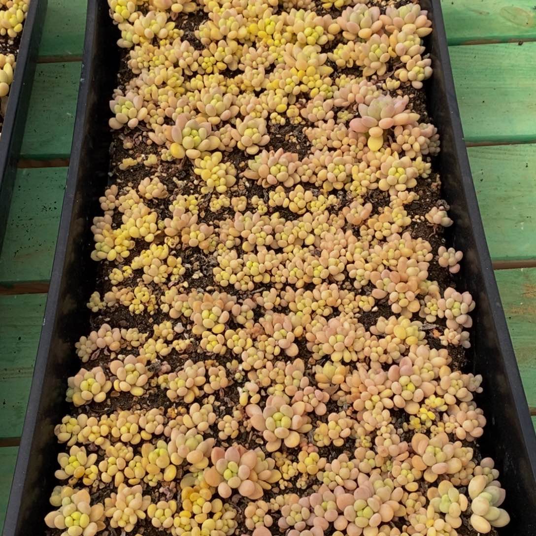 598多肉植物保护研究所两