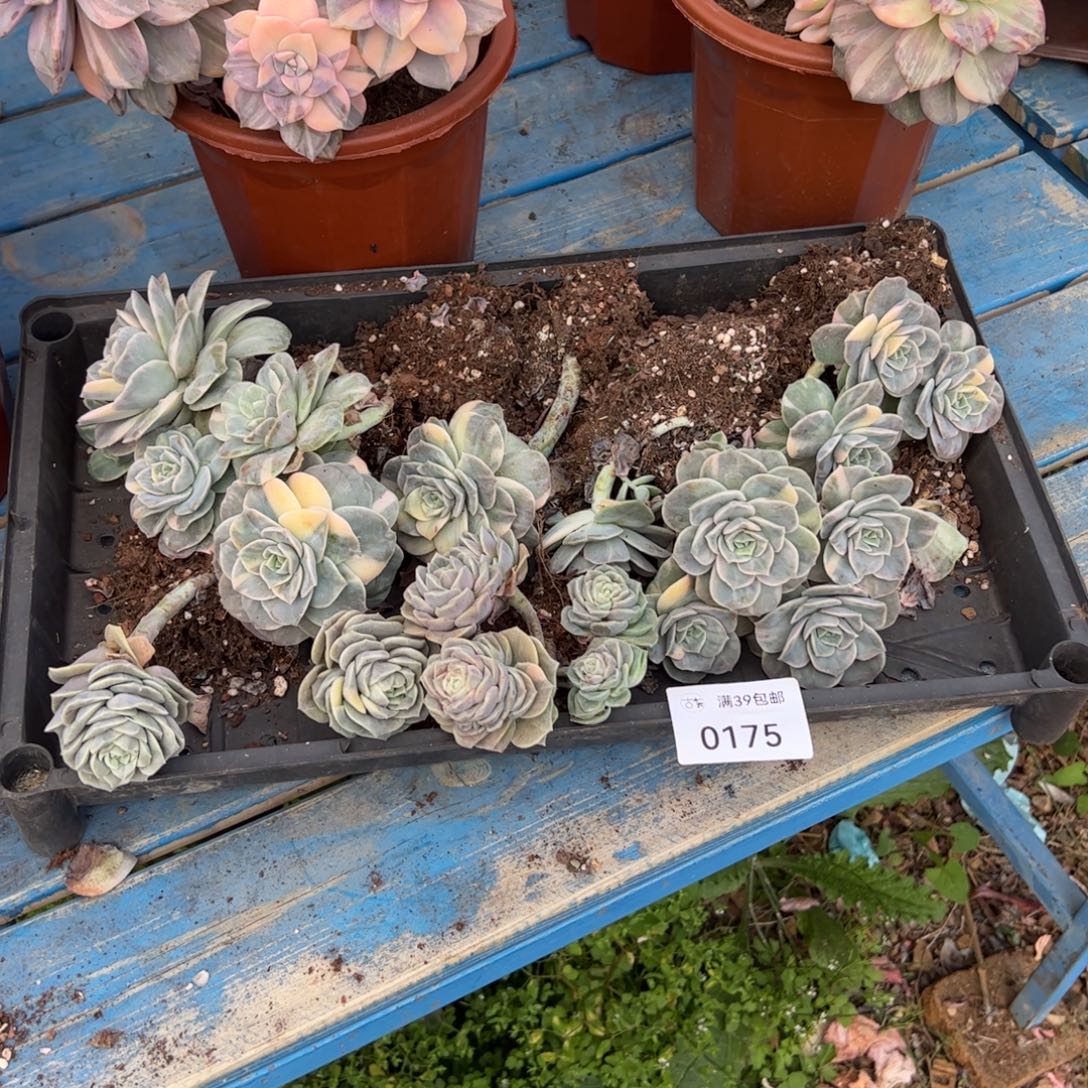 0175多肉植物纤维维生素