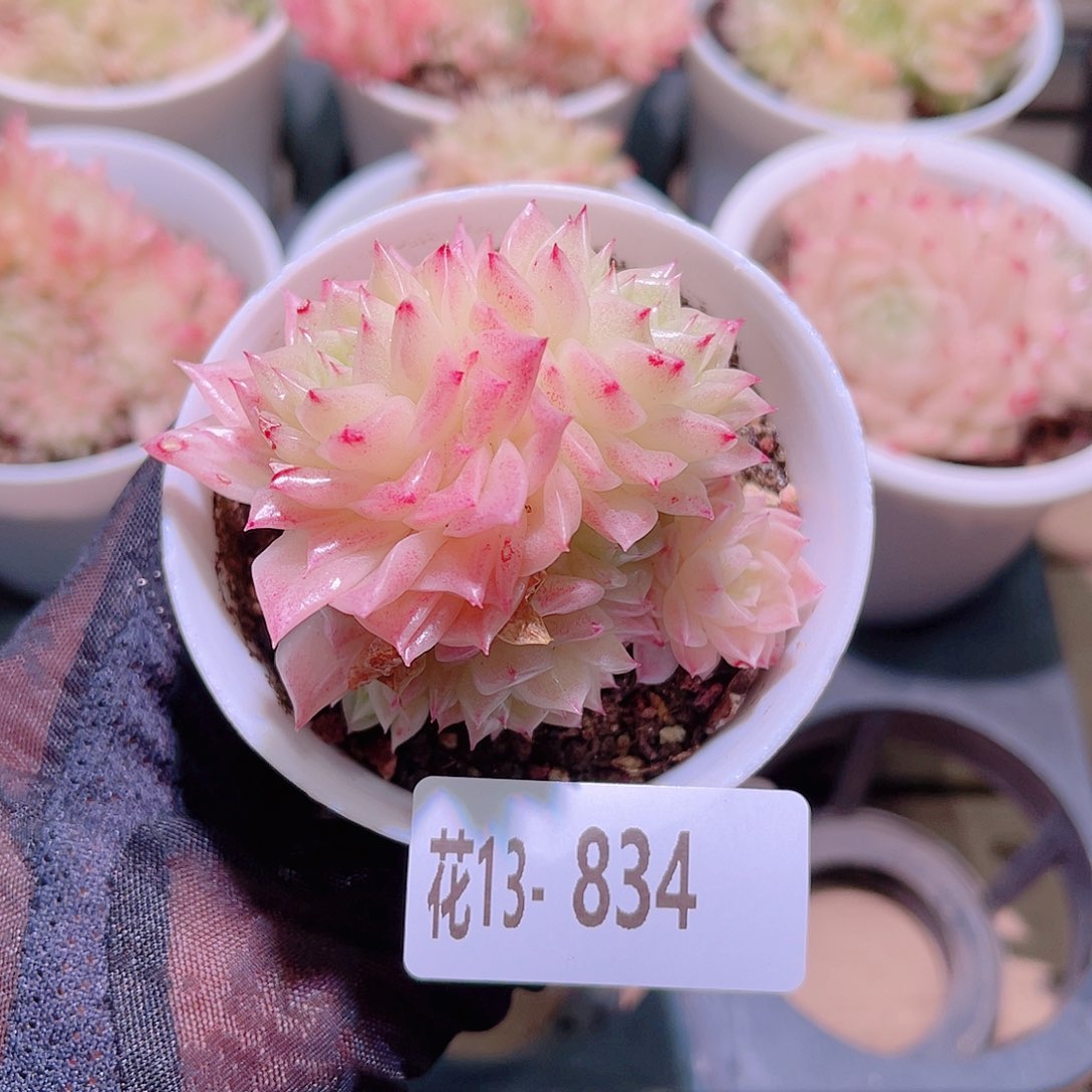 花利美13-834幻影