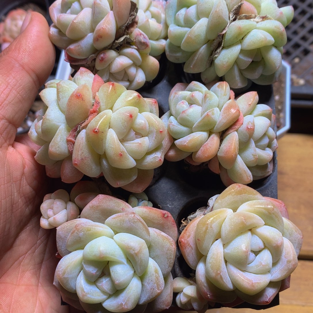 精控冰玉组合一物一拍