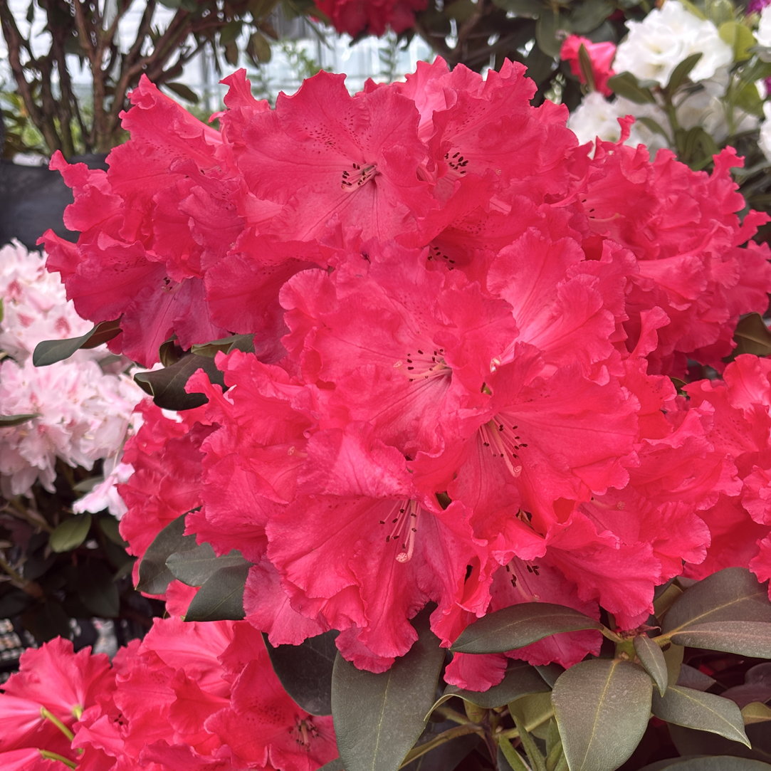 理格尔小盆 不带花苞