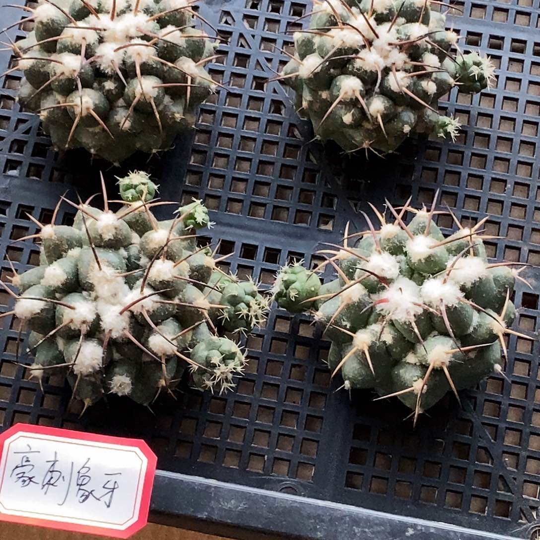 短刺象牙侧芽歪20包邮/5公分 有气根