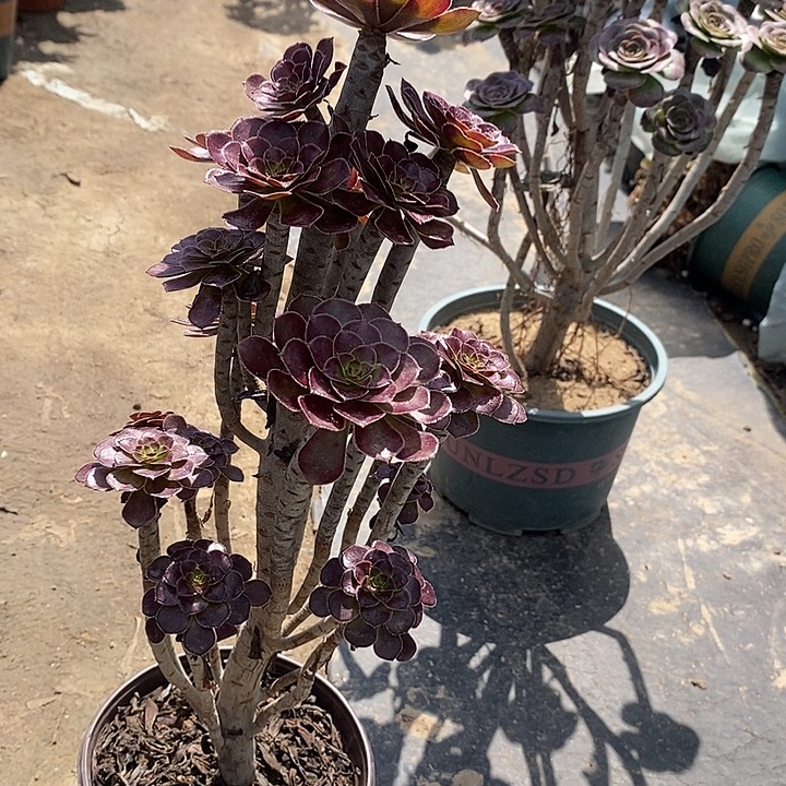 黑法59多肉植物法师法师