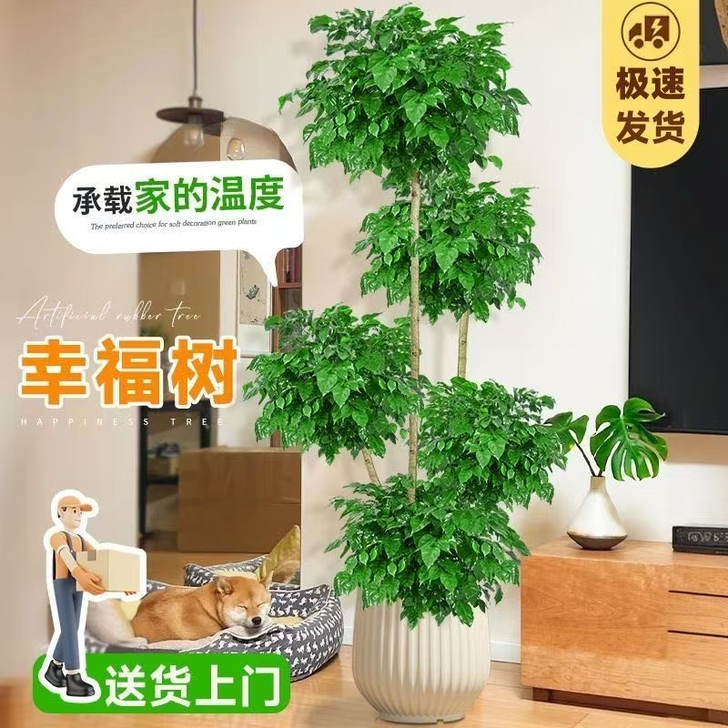 【送货上门】精品1.6米到1.7米五层幸福树大型盆栽绿植净化空气好养