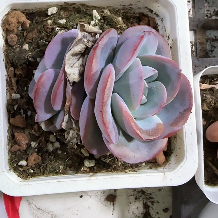 青蛙王子儿童牙膏111