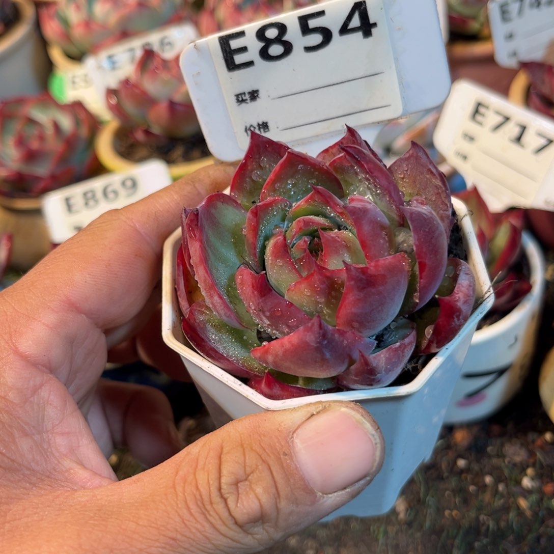 惊鸿一瞥854号多肉