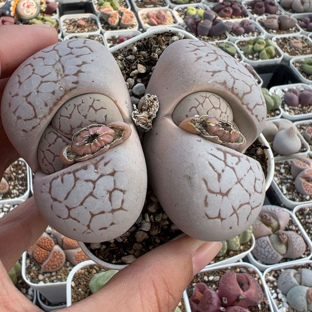 853多肉植物组合