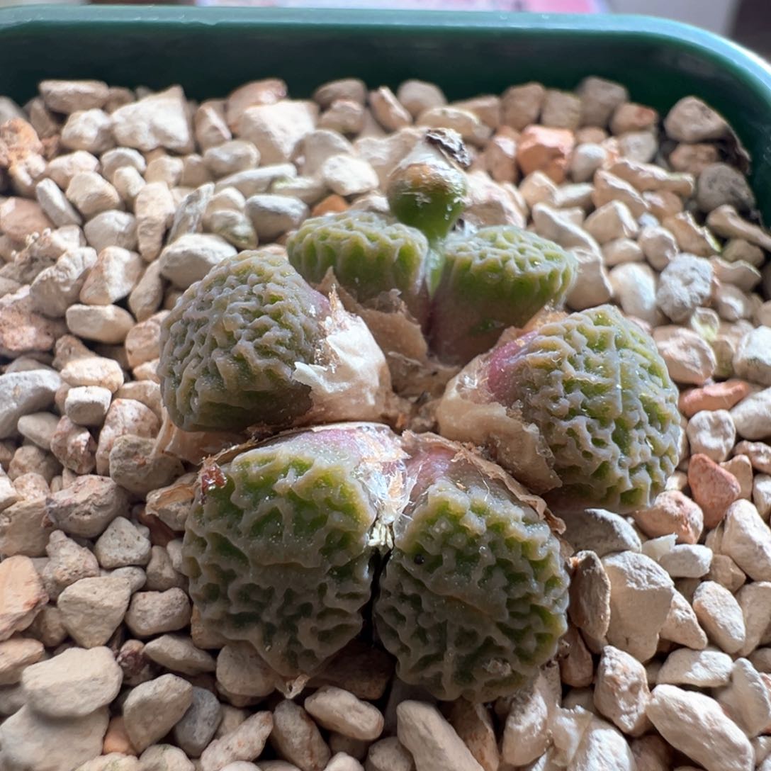 623。青蛙优选DT7778超烧 手捧花群