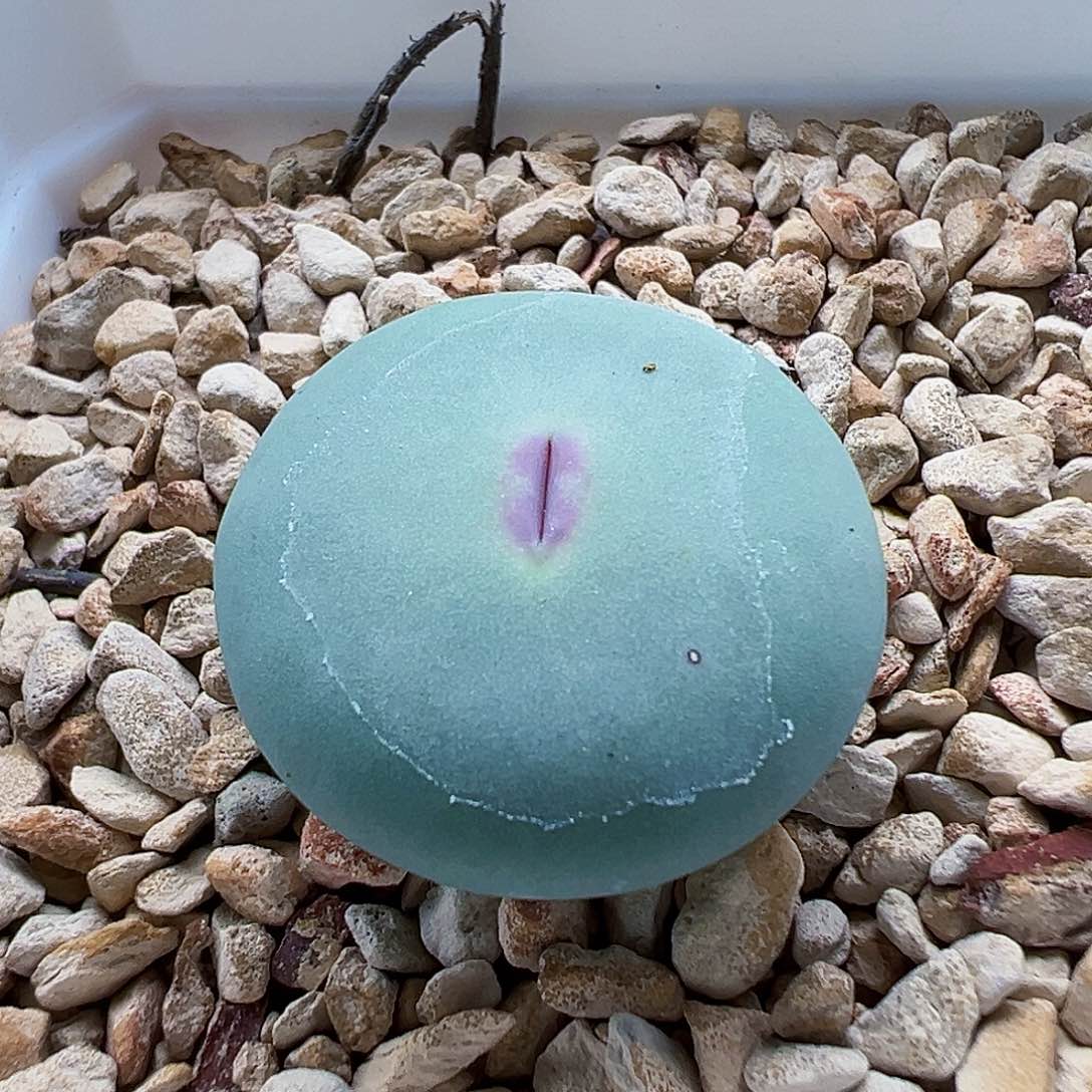 DOWS 大年份母本株。