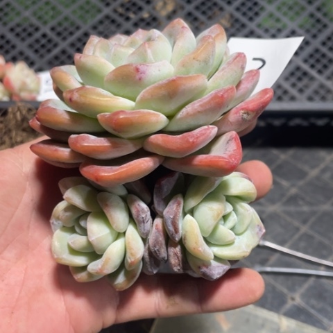 03冰玉3头大老桩群生11厘米