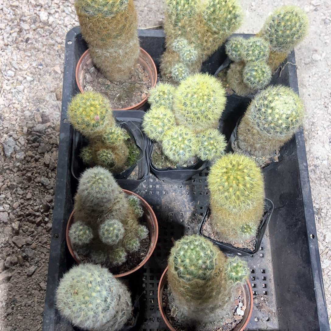 嘉文丸10棵，偏远不包邮