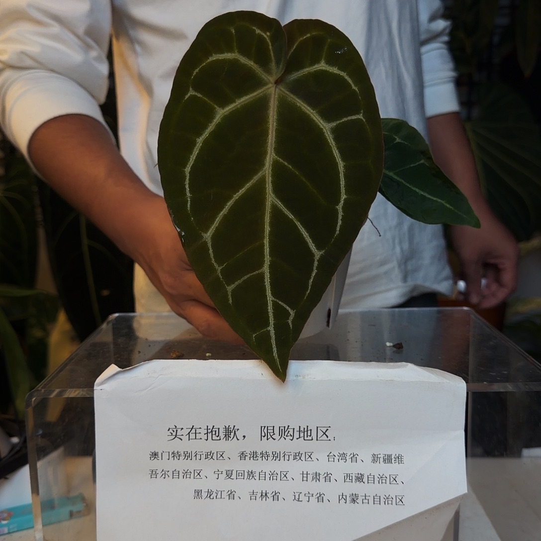 完全开放C185黑丝绒