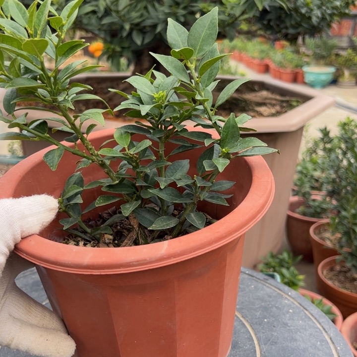 八房柑盆景绿植园艺
