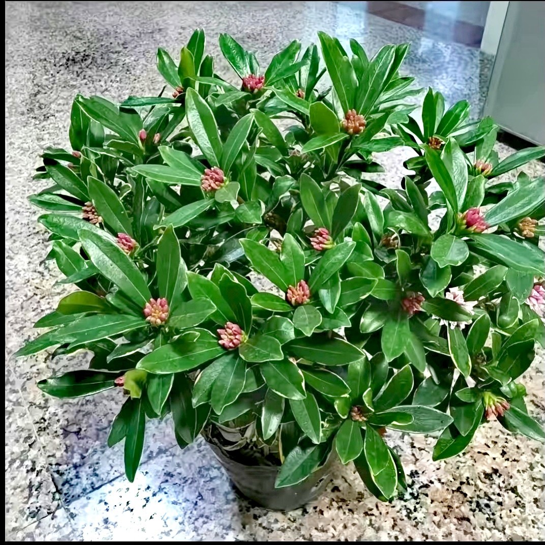 金边瑞香室内室外好养易活精品盆栽四季常青不落叶花开满屋飘香