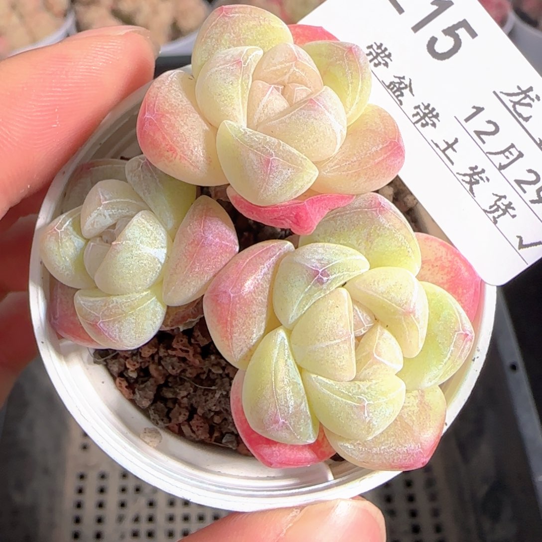 多肉1229-215冰玉三头