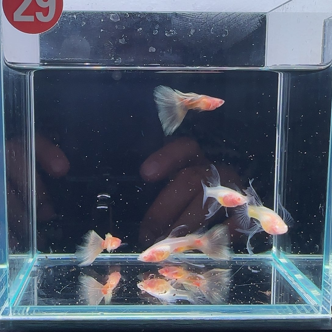 孔雀鱼蓝白玻璃体大C3对