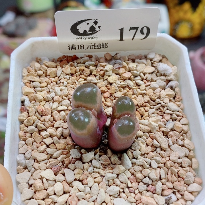 生石花花花花花花花179